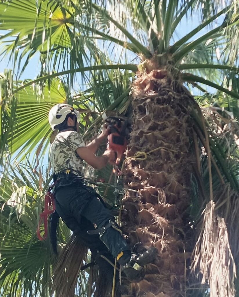 poda alçada palmera