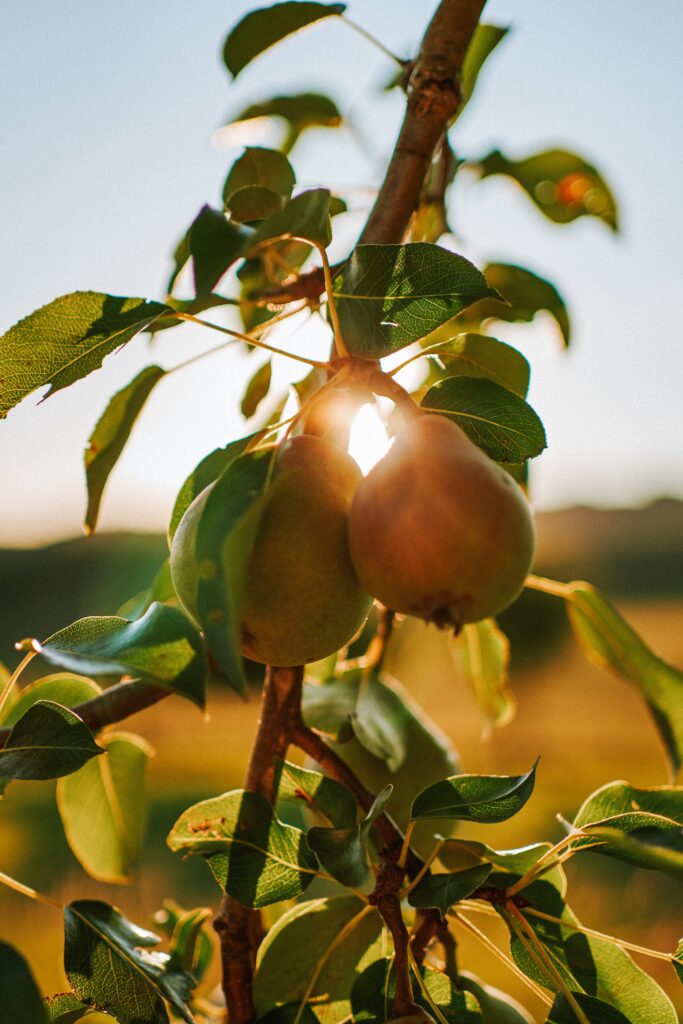 arbre fruiter jardí comestible